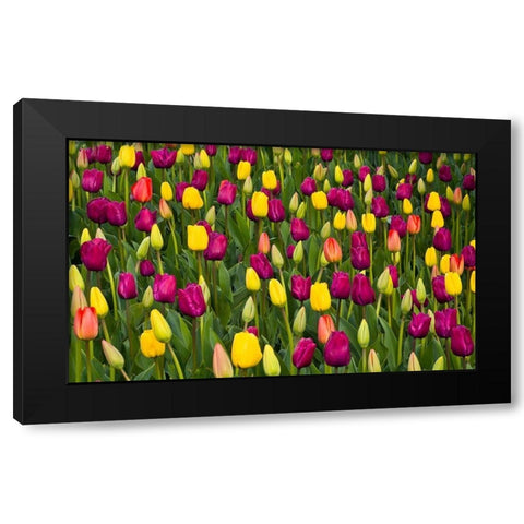 Washington State-Skagit-Western Washington springtime blooming tulips-grape hyacinth Black Modern Wood Framed Art Print by Gulin, Sylvia