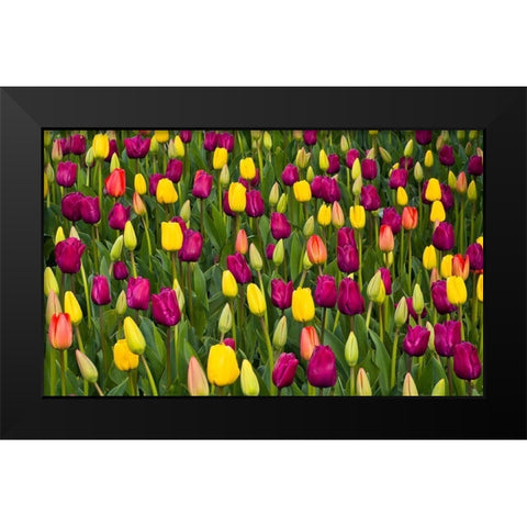 Washington State-Skagit-Western Washington springtime blooming tulips-grape hyacinth Black Modern Wood Framed Art Print by Gulin, Sylvia