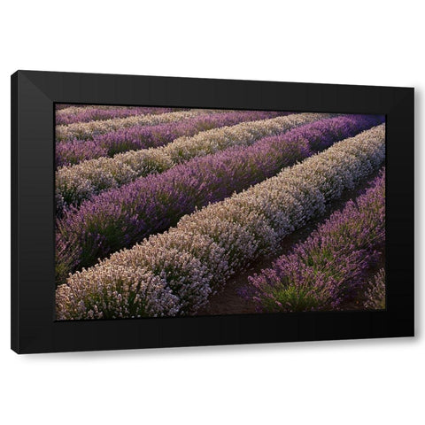 Sequim-Washington State-field of Lavender Black Modern Wood Framed Art Print with Double Matting by Gulin, Sylvia