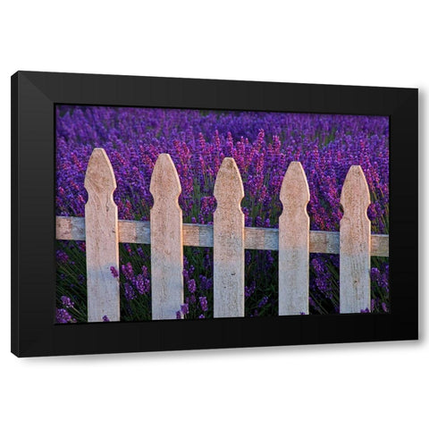 Sequim-Washington State-field of Lavender White Picket Fence Black Modern Wood Framed Art Print by Gulin, Sylvia