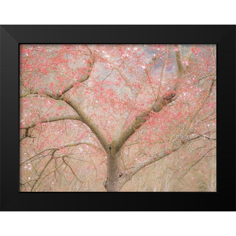 Washington State-Fall City springtime and cherry trees just beginning to bloom Black Modern Wood Framed Art Print by Gulin, Sylvia