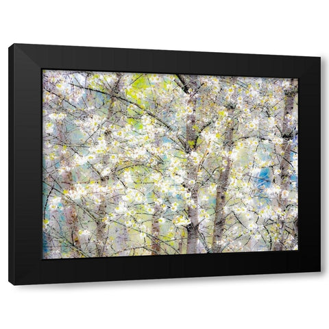 Washington State-Fall City springtime with blooming cherry trees and cottonwood trees Black Modern Wood Framed Art Print with Double Matting by Gulin, Sylvia