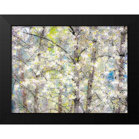 Washington State-Fall City springtime with blooming cherry trees and cottonwood trees Black Modern Wood Framed Art Print by Gulin, Sylvia