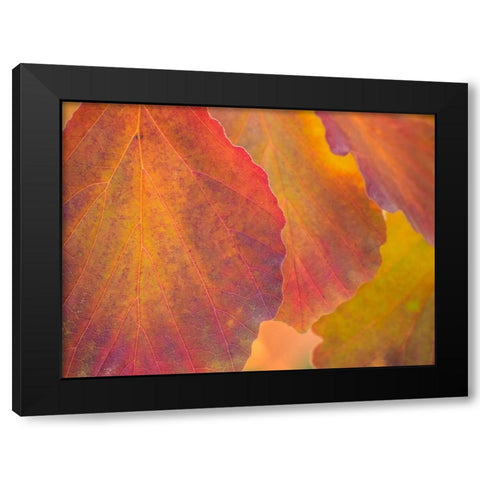 Washington State-Sammamish witch hazel leaves with fall color Black Modern Wood Framed Art Print by Gulin, Sylvia