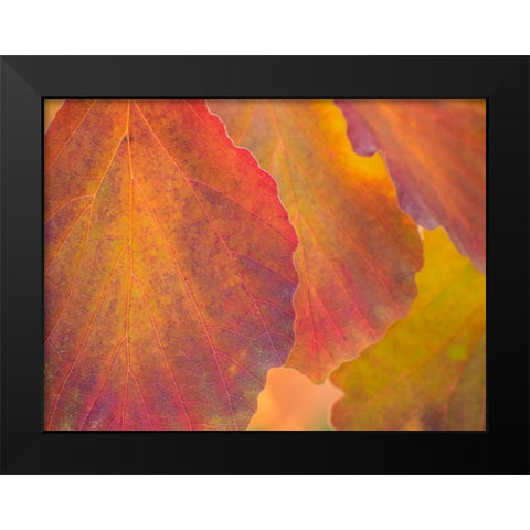 Washington State-Sammamish witch hazel leaves with fall color Black Modern Wood Framed Art Print by Gulin, Sylvia
