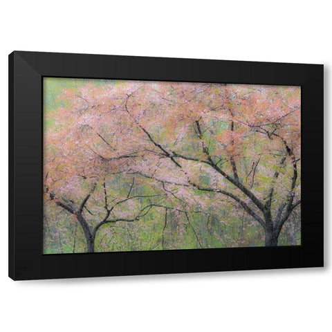 Washington State-Fall City springtime and cherry trees just beginning to bloom Black Modern Wood Framed Art Print with Double Matting by Gulin, Sylvia