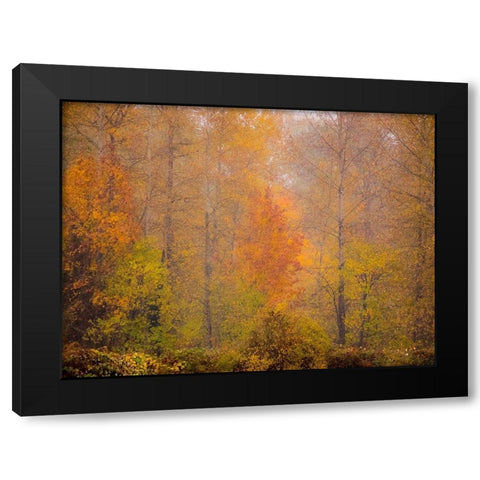 Washington State-Fall City and fall colors in yellows and golds Black Modern Wood Framed Art Print with Double Matting by Gulin, Sylvia