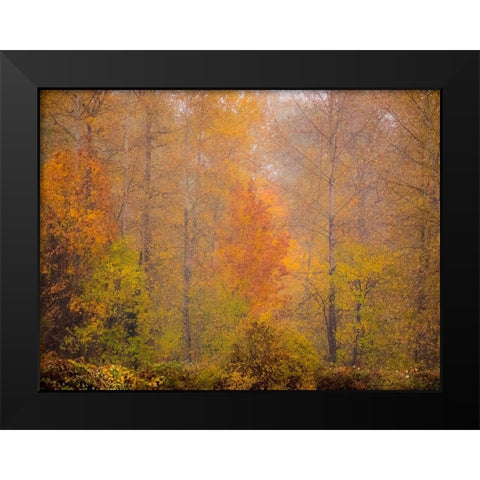 Washington State-Fall City and fall colors in yellows and golds Black Modern Wood Framed Art Print by Gulin, Sylvia