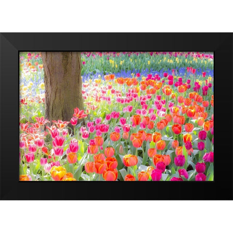 Washington State-Skagit-Western Washington springtime blooming tulips-grape hyacinth Black Modern Wood Framed Art Print by Gulin, Sylvia