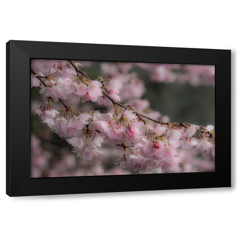 USA-Washington State-Fall City-Springtime cherry trees blooming along Snoqualmie River Black Modern Wood Framed Art Print with Double Matting by Gulin, Sylvia