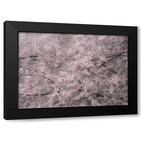 USA-Washington State-Fall City-Springtime cherry trees blooming along Snoqualmie River Black Modern Wood Framed Art Print with Double Matting by Gulin, Sylvia