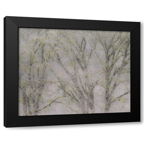 USA-Washington State-Fall City soft focus springtime Big Leaf Maple trees Black Modern Wood Framed Art Print with Double Matting by Gulin, Sylvia