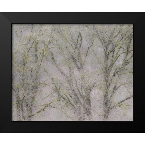 USA-Washington State-Fall City soft focus springtime Big Leaf Maple trees Black Modern Wood Framed Art Print by Gulin, Sylvia
