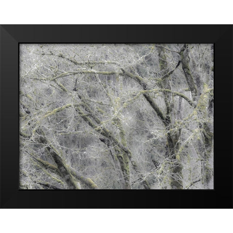 USA-Washington State-Fall City soft focus springtime Big Leaf Maple trees Black Modern Wood Framed Art Print by Gulin, Sylvia