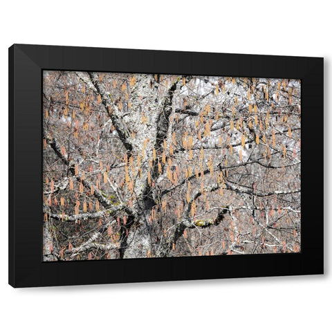 USA-Washington State-Carnation-Pacific Northwest early spring Alder Trees Black Modern Wood Framed Art Print with Double Matting by Gulin, Sylvia