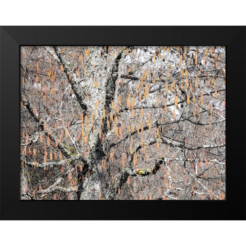 USA-Washington State-Carnation-Pacific Northwest early spring Alder Trees Black Modern Wood Framed Art Print by Gulin, Sylvia