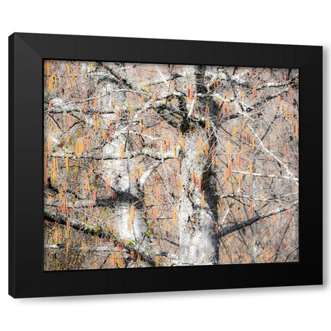 USA-Washington State-Carnation-Pacific Northwest early spring Alder Trees Black Modern Wood Framed Art Print by Gulin, Sylvia