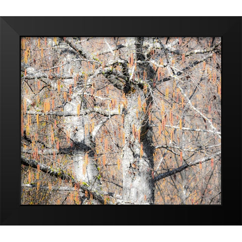 USA-Washington State-Carnation-Pacific Northwest early spring Alder Trees Black Modern Wood Framed Art Print by Gulin, Sylvia