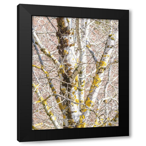 USA-Washington State-Bellevue-Birch tree with lichen early spring Black Modern Wood Framed Art Print by Gulin, Sylvia