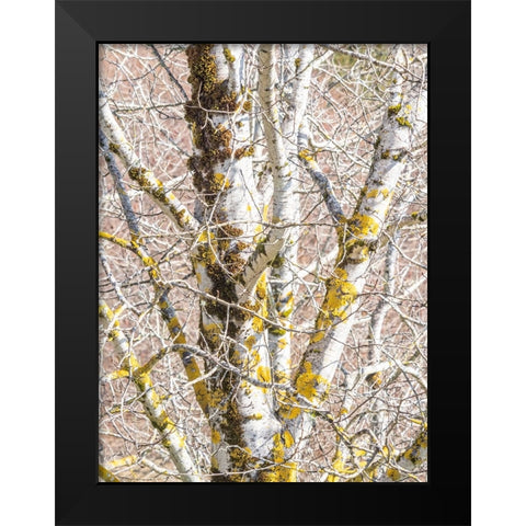 USA-Washington State-Bellevue-Birch tree with lichen early spring Black Modern Wood Framed Art Print by Gulin, Sylvia