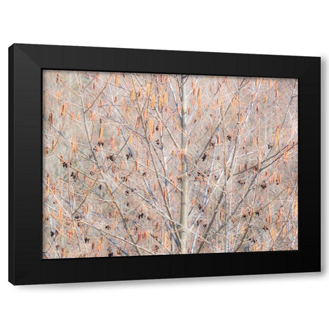 USA-Washington State-Carnation-Pacific Northwest early spring Alder Trees Black Modern Wood Framed Art Print with Double Matting by Gulin, Sylvia