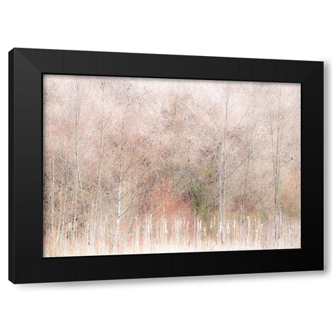 USA-Washington State-Carnation-Pacific Northwest early spring Alder Trees Black Modern Wood Framed Art Print by Gulin, Sylvia