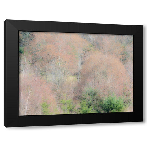 USA-Washington State-Carnation-Pacific Northwest early spring Alder Trees Black Modern Wood Framed Art Print with Double Matting by Gulin, Sylvia