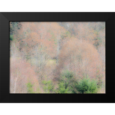 USA-Washington State-Carnation-Pacific Northwest early spring Alder Trees Black Modern Wood Framed Art Print by Gulin, Sylvia