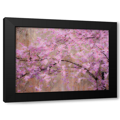 USA-Washington State-Fall City-Springtime cherry trees blooming along Snoqualmie River Black Modern Wood Framed Art Print with Double Matting by Gulin, Sylvia