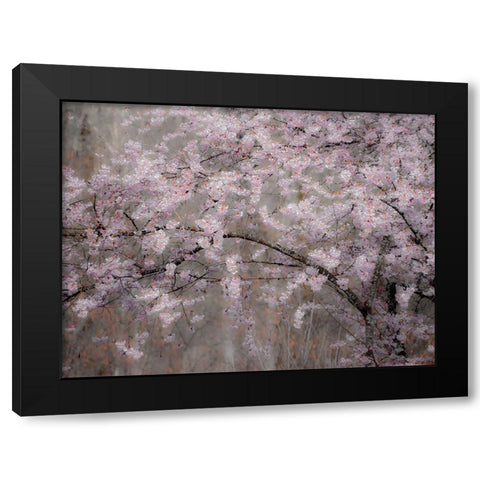 USA-Washington State-Fall City-Springtime cherry trees blooming along Snoqualmie River Black Modern Wood Framed Art Print with Double Matting by Gulin, Sylvia