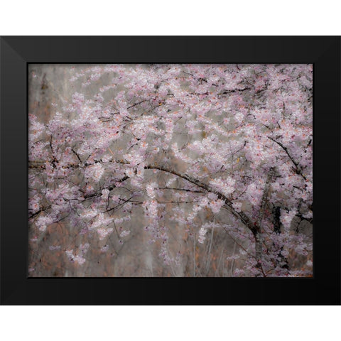 USA-Washington State-Fall City-Springtime cherry trees blooming along Snoqualmie River Black Modern Wood Framed Art Print by Gulin, Sylvia