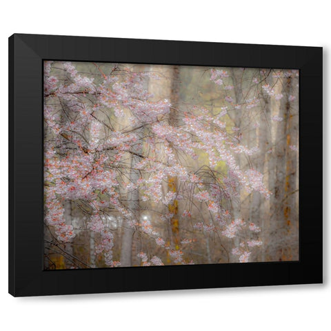 USA-Washington State-Fall City-Springtime cherry trees blooming along Snoqualmie River Black Modern Wood Framed Art Print by Gulin, Sylvia