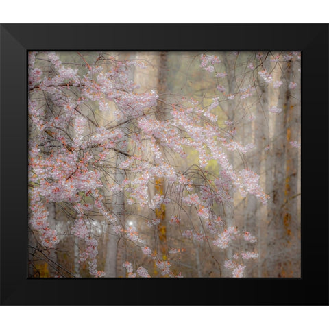 USA-Washington State-Fall City-Springtime cherry trees blooming along Snoqualmie River Black Modern Wood Framed Art Print by Gulin, Sylvia