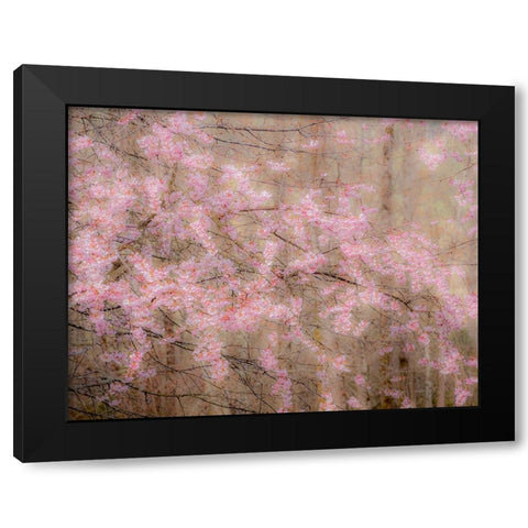 USA-Washington State-Fall City-Springtime cherry trees blooming along Snoqualmie River Black Modern Wood Framed Art Print with Double Matting by Gulin, Sylvia