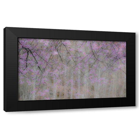 USA-Washington State-Fall City-Springtime cherry trees blooming along Snoqualmie River Black Modern Wood Framed Art Print with Double Matting by Gulin, Sylvia