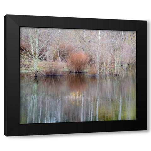 USA-Washington State-Sammamish springtime and alder trees and their reflections in small pond Black Modern Wood Framed Art Print with Double Matting by Gulin, Sylvia
