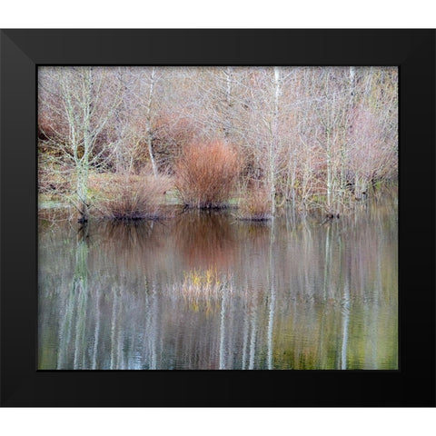 USA-Washington State-Sammamish springtime and alder trees and their reflections in small pond Black Modern Wood Framed Art Print by Gulin, Sylvia