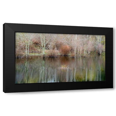 USA-Washington State-Sammamish springtime and alder trees and their reflections in small pond Black Modern Wood Framed Art Print with Double Matting by Gulin, Sylvia