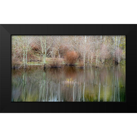 USA-Washington State-Sammamish springtime and alder trees and their reflections in small pond Black Modern Wood Framed Art Print by Gulin, Sylvia