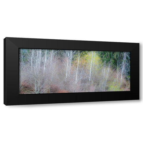 USA-Washington State-Sammamish springtime and alder and willow trees in early spring pano Black Modern Wood Framed Art Print by Gulin, Sylvia