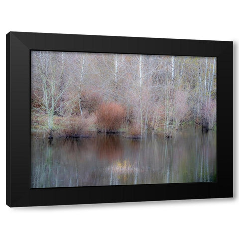 USA-Washington State-Sammamish springtime and alder trees and their reflections in small pond Black Modern Wood Framed Art Print with Double Matting by Gulin, Sylvia