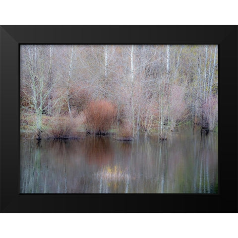 USA-Washington State-Sammamish springtime and alder trees and their reflections in small pond Black Modern Wood Framed Art Print by Gulin, Sylvia