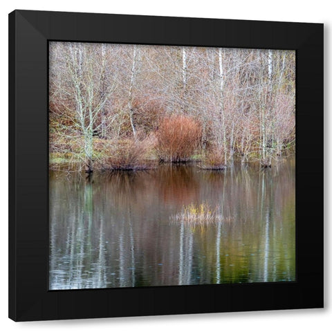 USA-Washington State-Sammamish springtime and alder trees and their reflections in small pond Black Modern Wood Framed Art Print by Gulin, Sylvia