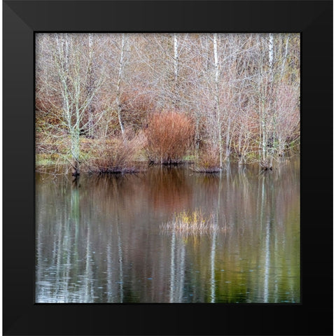 USA-Washington State-Sammamish springtime and alder trees and their reflections in small pond Black Modern Wood Framed Art Print by Gulin, Sylvia