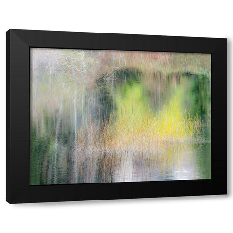 USA-Washington State-Sammamish springtime willow trees in early spring in small pond Black Modern Wood Framed Art Print with Double Matting by Gulin, Sylvia