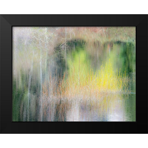 USA-Washington State-Sammamish springtime willow trees in early spring in small pond Black Modern Wood Framed Art Print by Gulin, Sylvia
