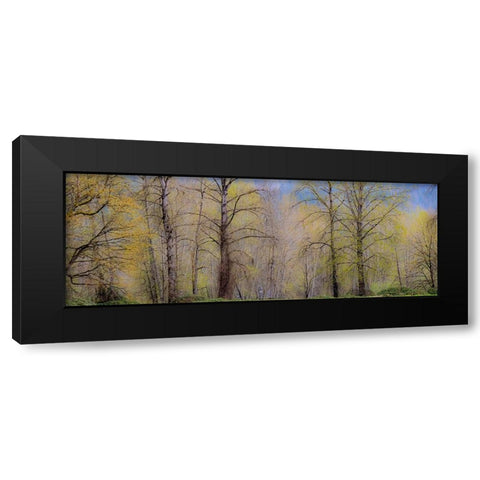 USA-Washington State-Carnation early spring and trees just budding out Black Modern Wood Framed Art Print with Double Matting by Gulin, Sylvia