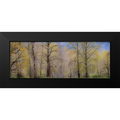 USA-Washington State-Carnation early spring and trees just budding out Black Modern Wood Framed Art Print by Gulin, Sylvia