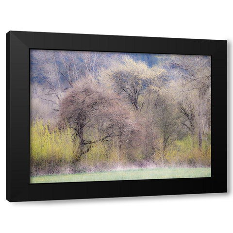 USA-Washington State-Carnation early spring and trees just budding out Black Modern Wood Framed Art Print with Double Matting by Gulin, Sylvia