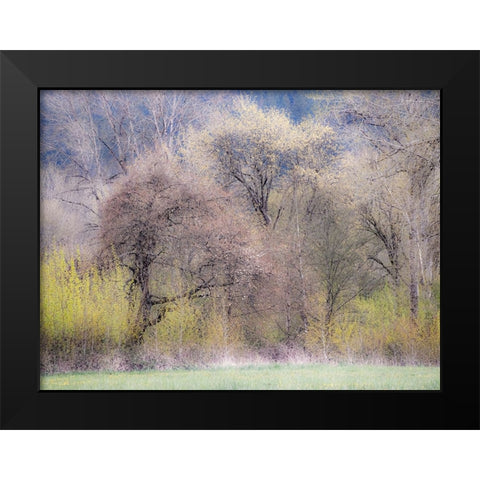 USA-Washington State-Carnation early spring and trees just budding out Black Modern Wood Framed Art Print by Gulin, Sylvia